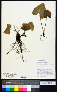 Hexastylis arifolia image