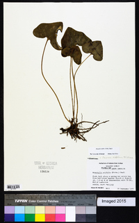 Hexastylis arifolia image