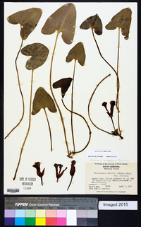 Hexastylis arifolia image