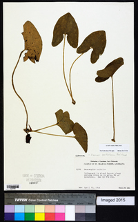 Hexastylis arifolia image