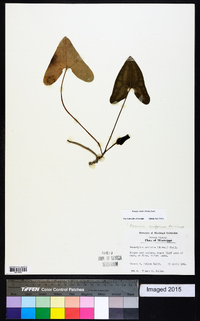 Hexastylis arifolia image