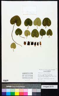 Hexastylis arifolia image