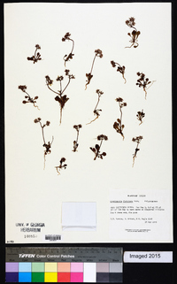 Chorizanthe fimbriata image