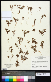 Chorizanthe watsonii image