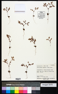 Chorizanthe watsonii image