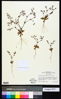 Centrostegia thurberi image