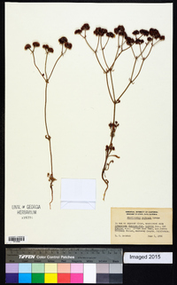 Chorizanthe nortonii image