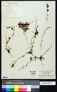 Chorizanthe cuspidata image