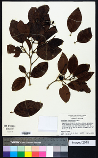 Coccoloba diversifolia image