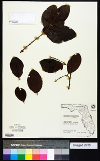 Coccoloba diversifolia image