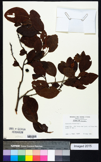 Coccoloba diversifolia image