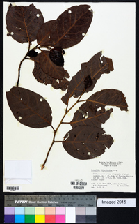 Coccoloba diversifolia image