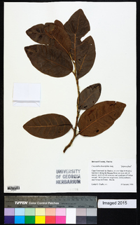 Coccoloba diversifolia image