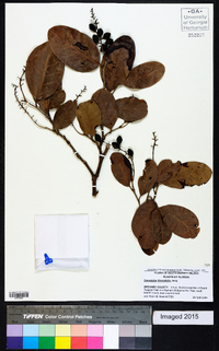 Coccoloba diversifolia image