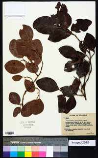 Coccoloba diversifolia image