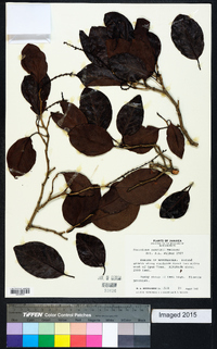 Coccoloba swartzii image