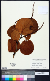 Coccoloba uvifera image