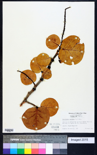 Coccoloba uvifera image