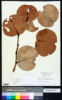 Coccoloba uvifera image