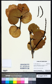 Coccoloba uvifera image