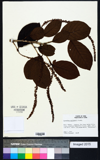 Coccoloba lehmannii image