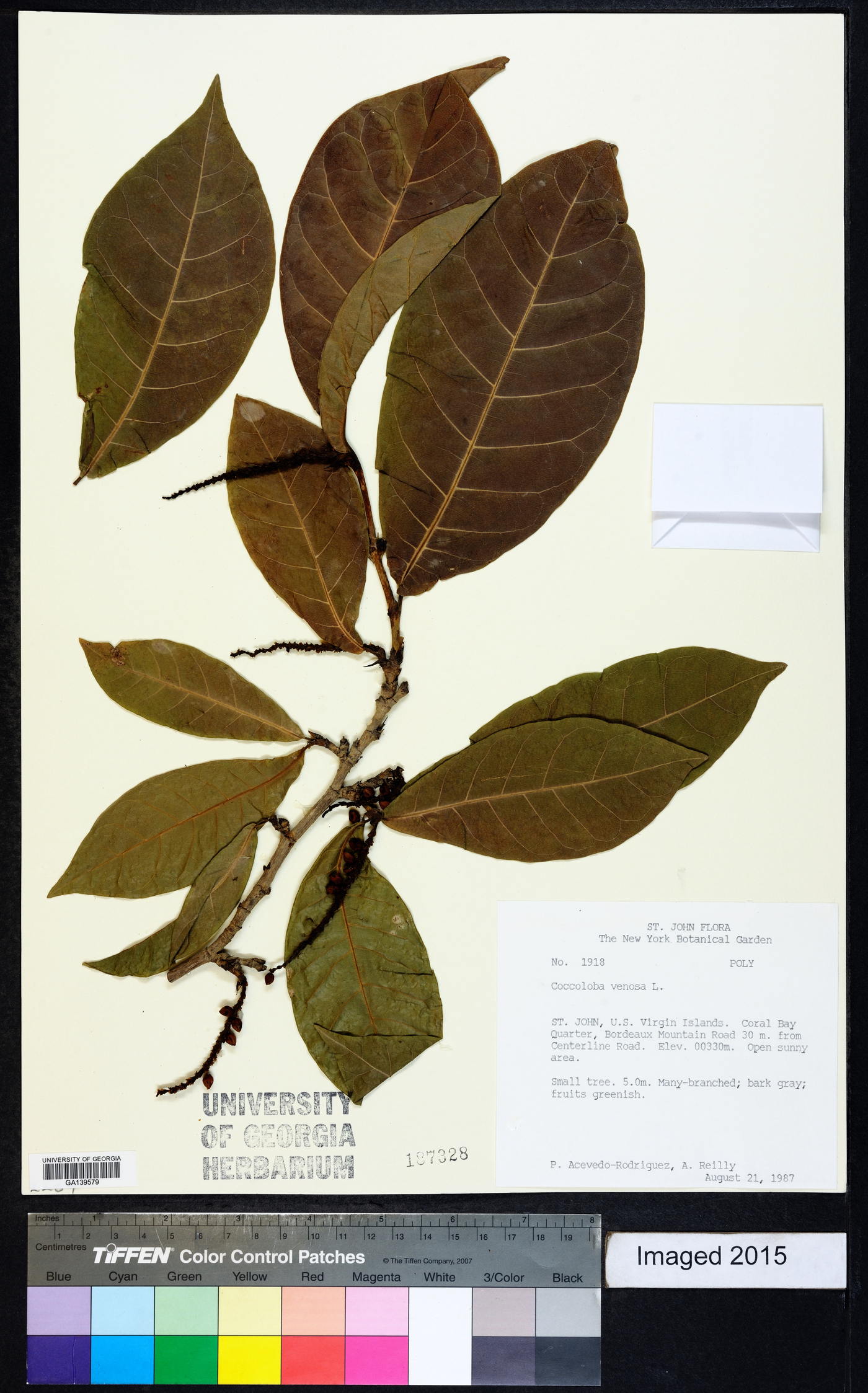 Coccoloba venosa image