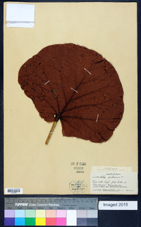 Coccoloba pubescens image