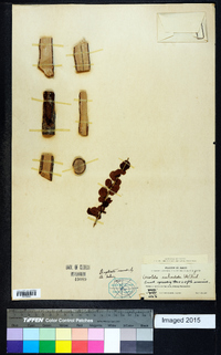 Coccoloba subcordata image