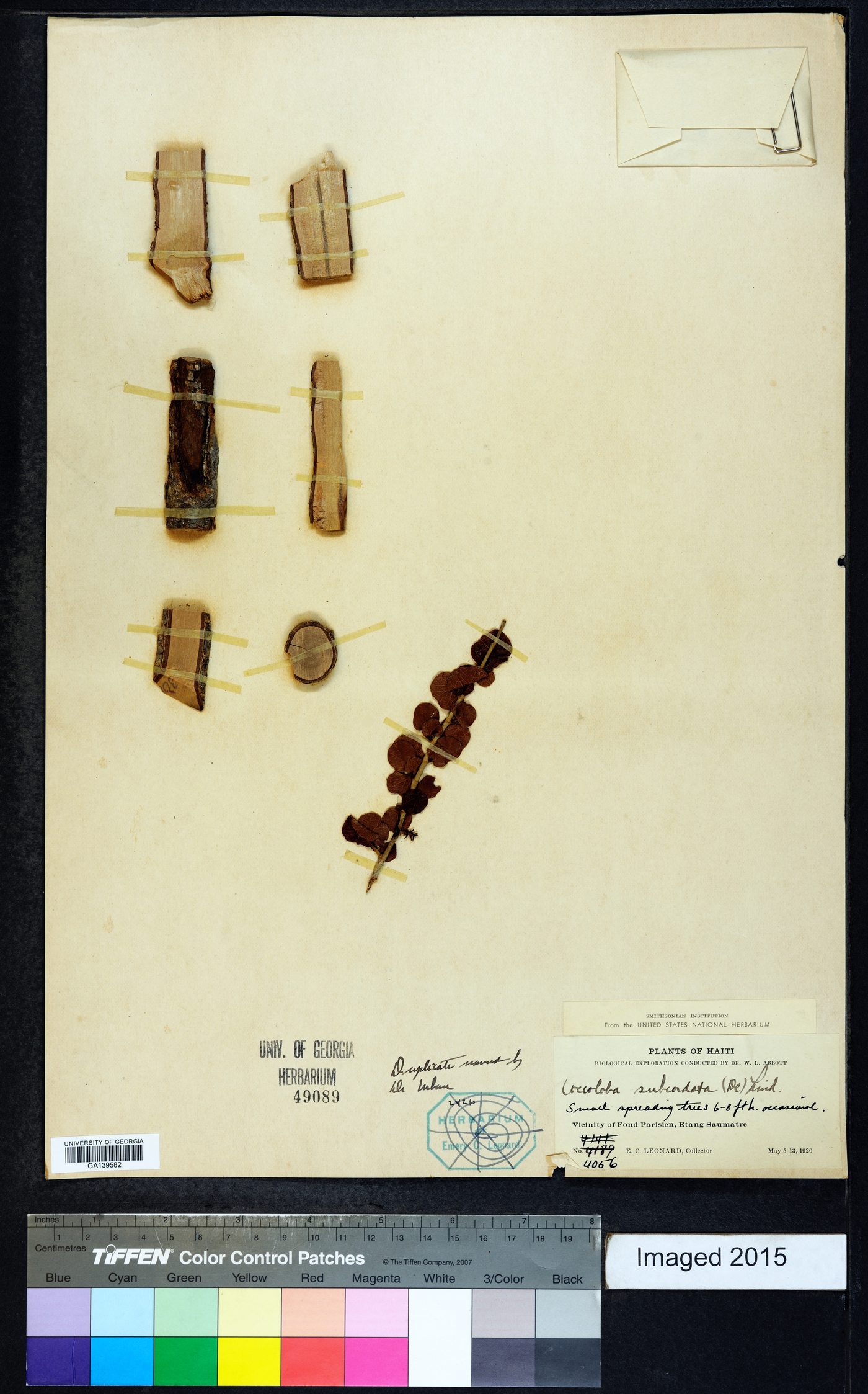 Coccoloba subcordata image