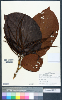 Coccoloba mollis image