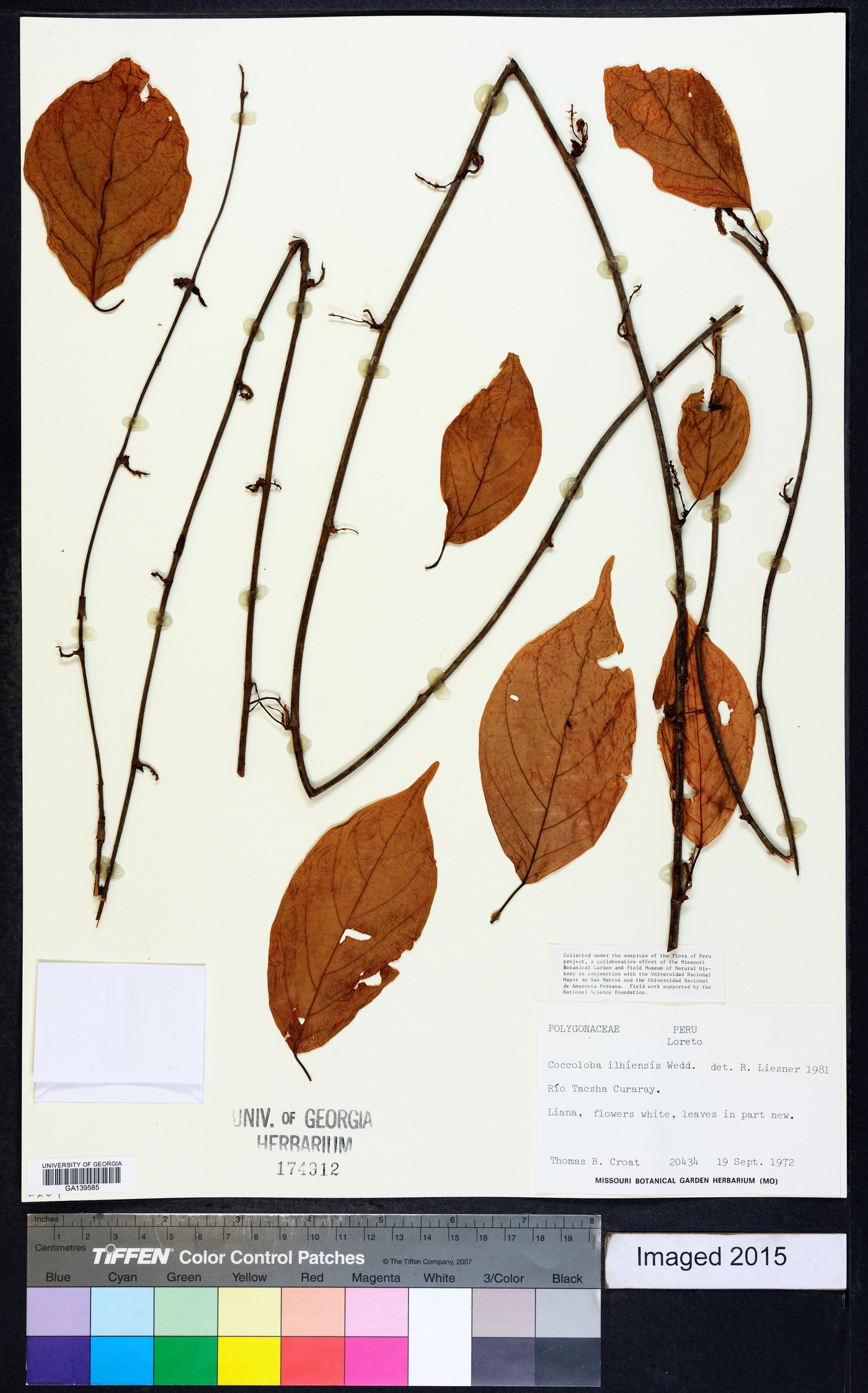 Coccoloba declinata image