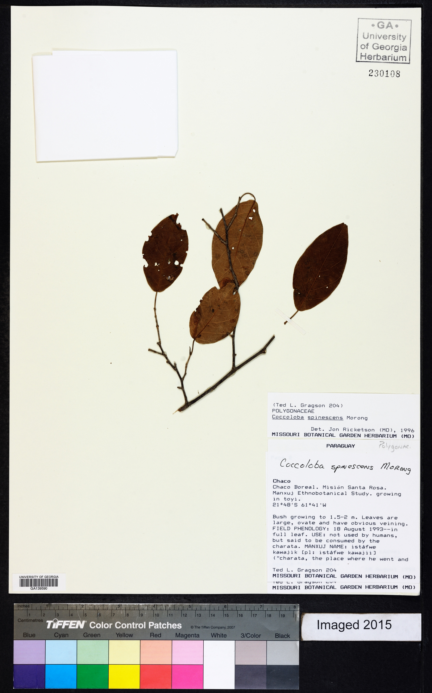 Coccoloba spinescens image