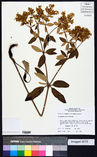 Eriogonum allenii image