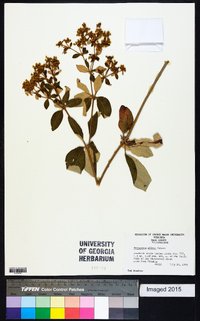 Eriogonum allenii image