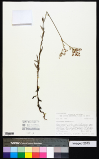 Eriogonum annuum image