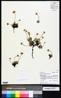 Eriogonum caespitosum image