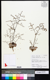 Eriogonum deflexum image