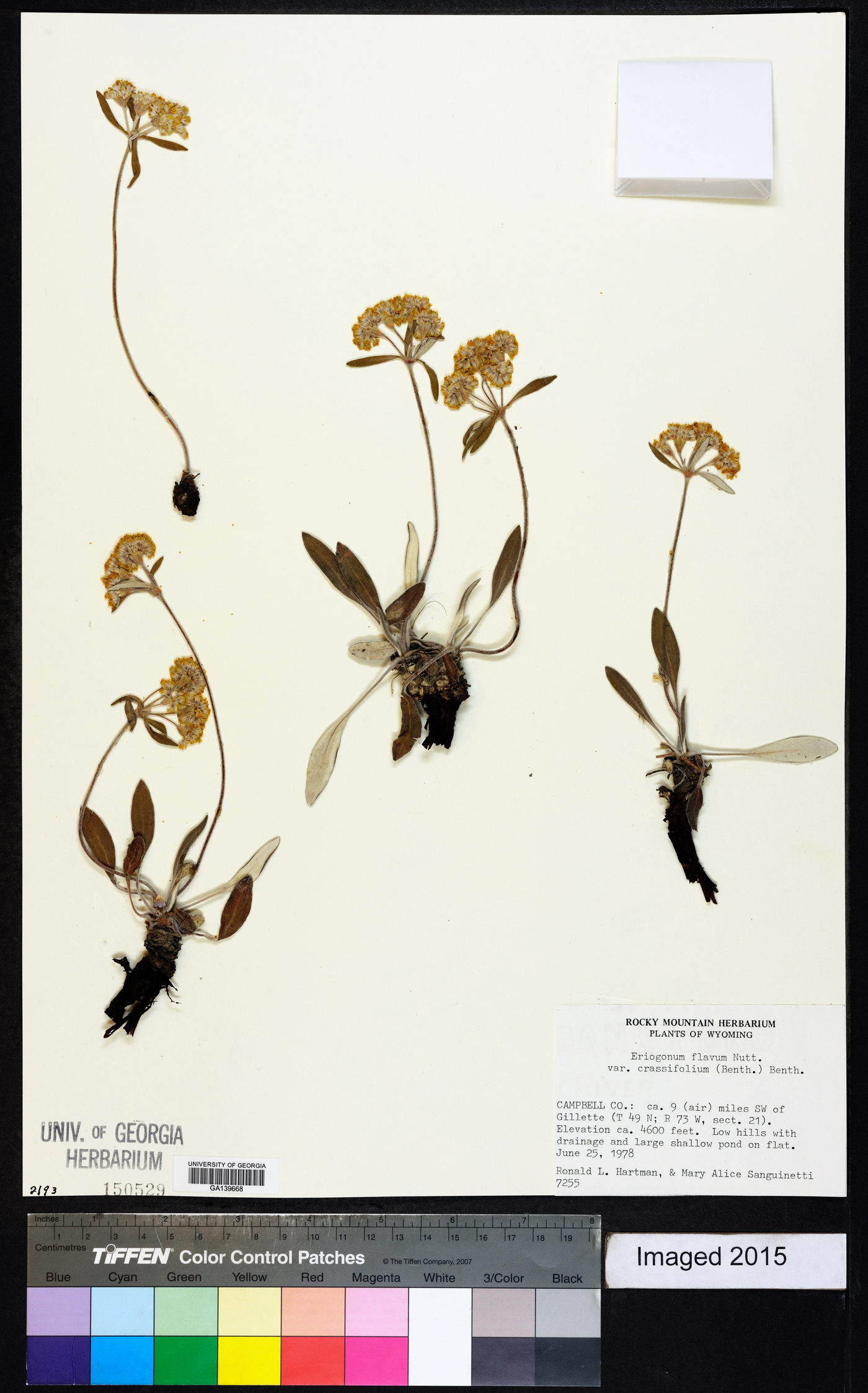 Eriogonum flavum var. crassifolium image