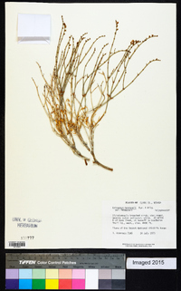 Eriogonum heermannii image