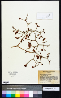 Eriogonum heermannii image