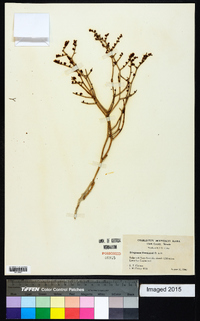 Eriogonum heermannii image