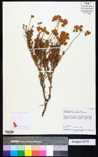 Eriogonum fasciculatum image