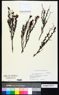 Eriogonum fasciculatum image