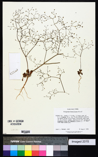 Eriogonum howellianum image