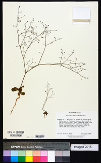 Eriogonum howellianum image