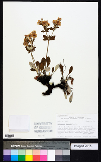 Eriogonum jamesii image