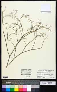 Eriogonum inflatum image