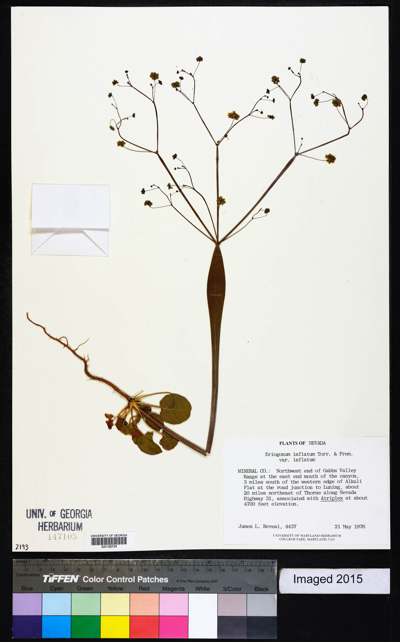 Eriogonum inflatum var. inflatum image