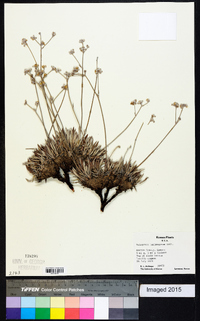 Eriogonum lachnogynum image