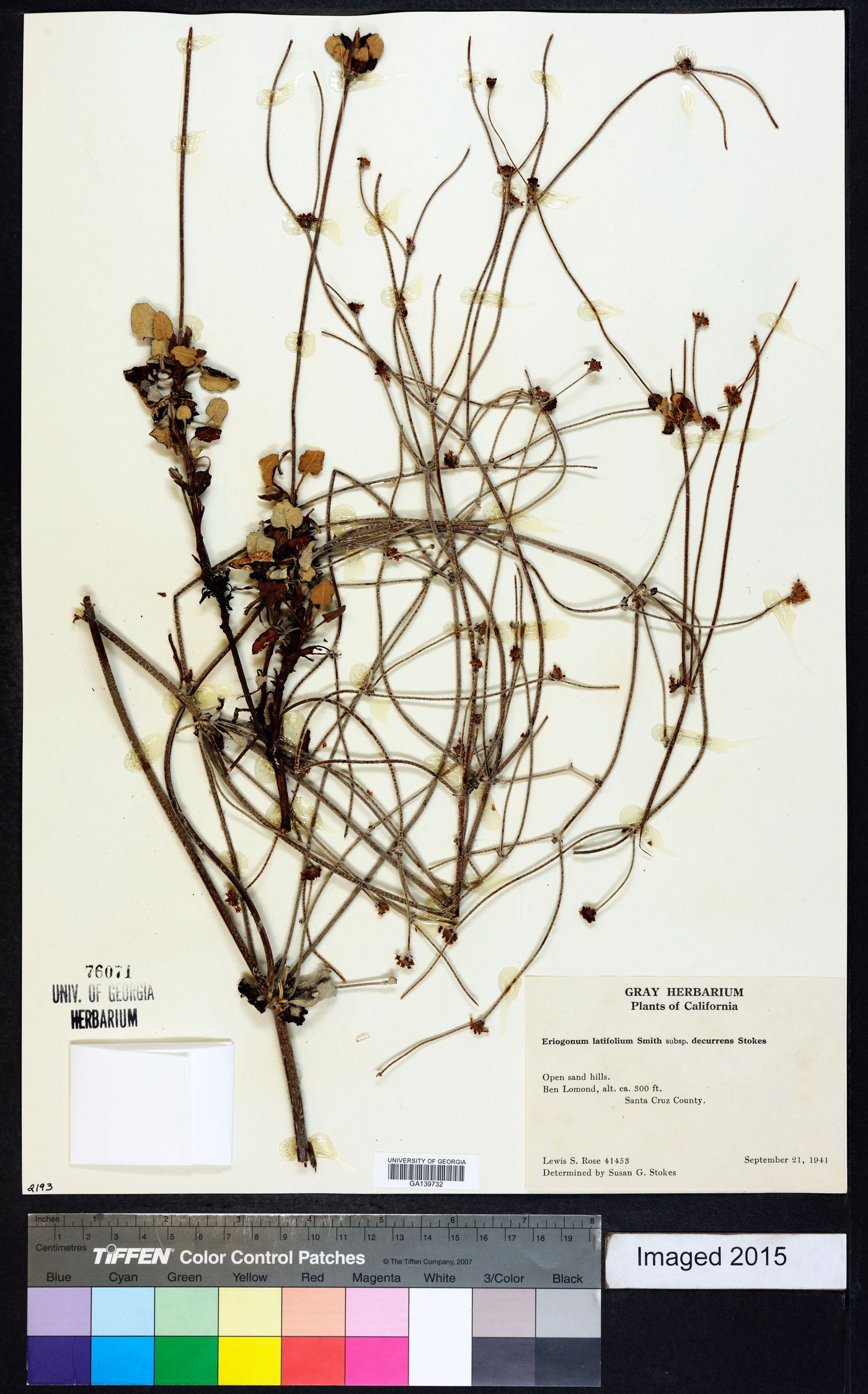 Eriogonum latifolium subsp. decurrens image